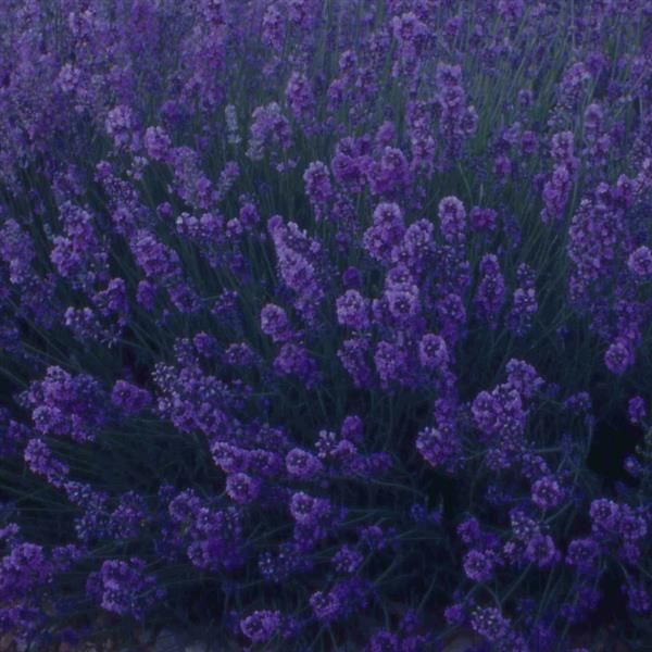 Lavandula (Lavender) - Ang. Munstead