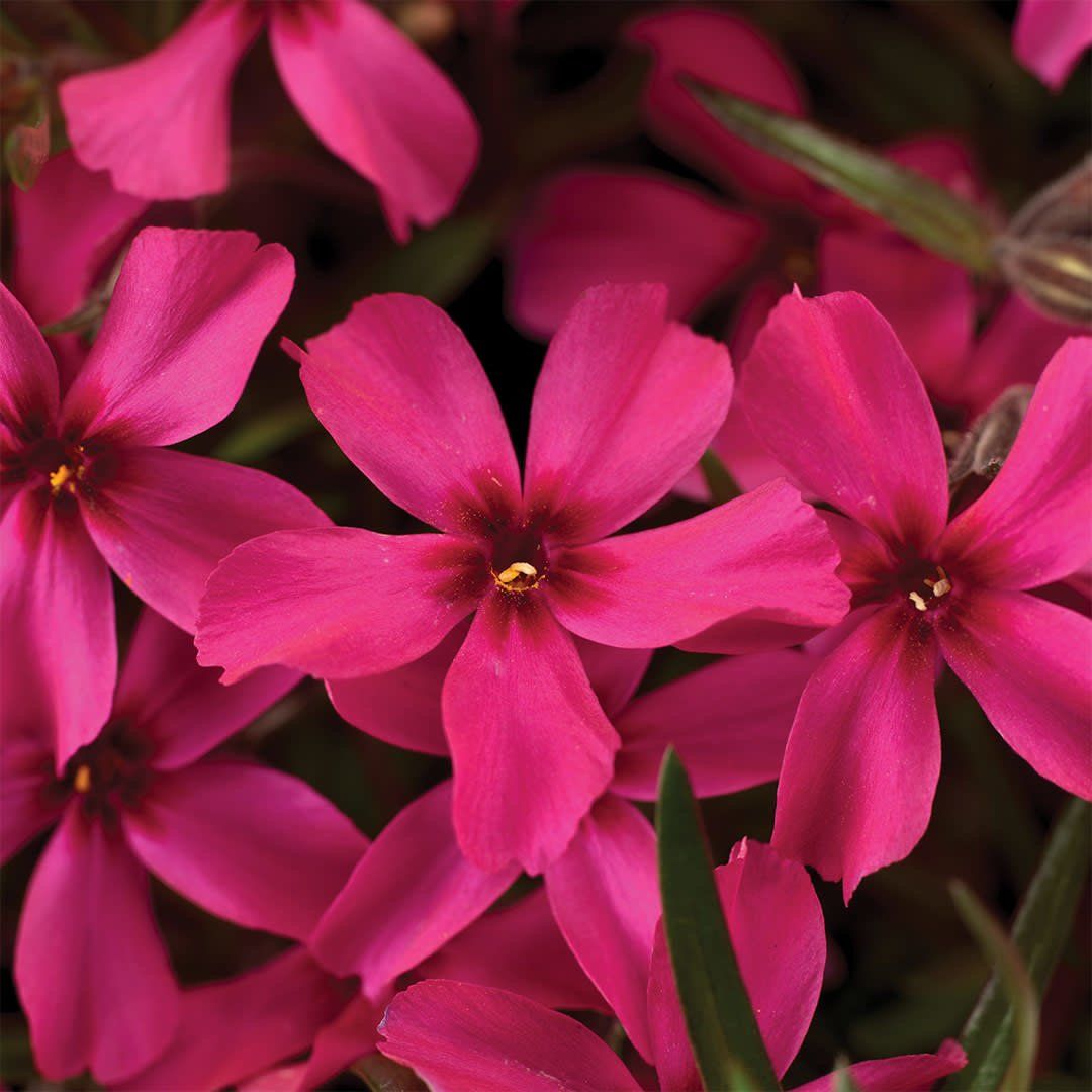 Phlox Subulata - Scarlet Flame