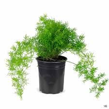 Asparagus - Sprengerii