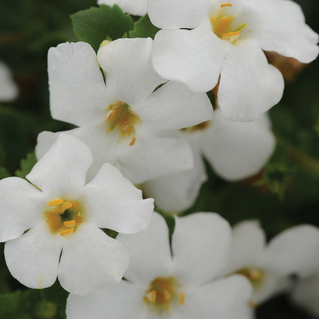 Bacopa (Sutera) - MegaCopa White