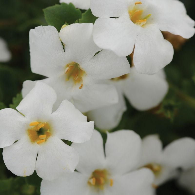 Bacopa (Sutera) - MegaCopa White