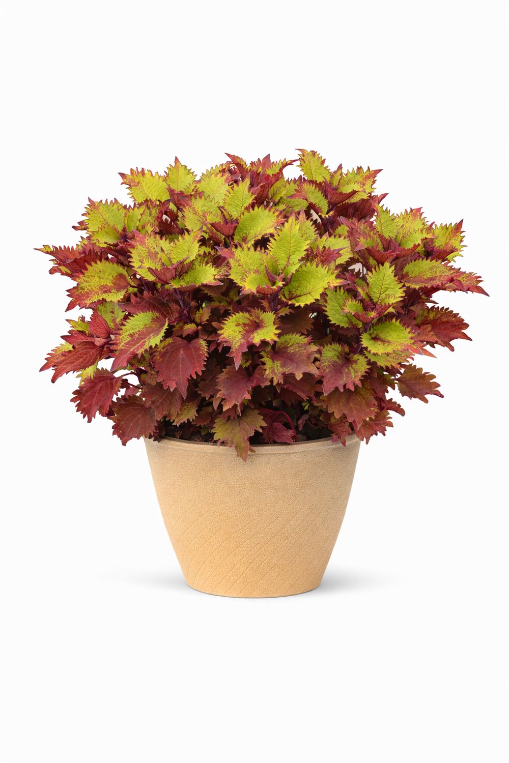 Coleus - Henna