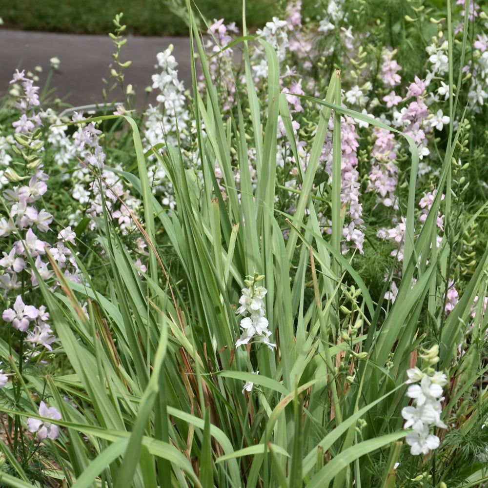 Herb Lemon Grass - #1