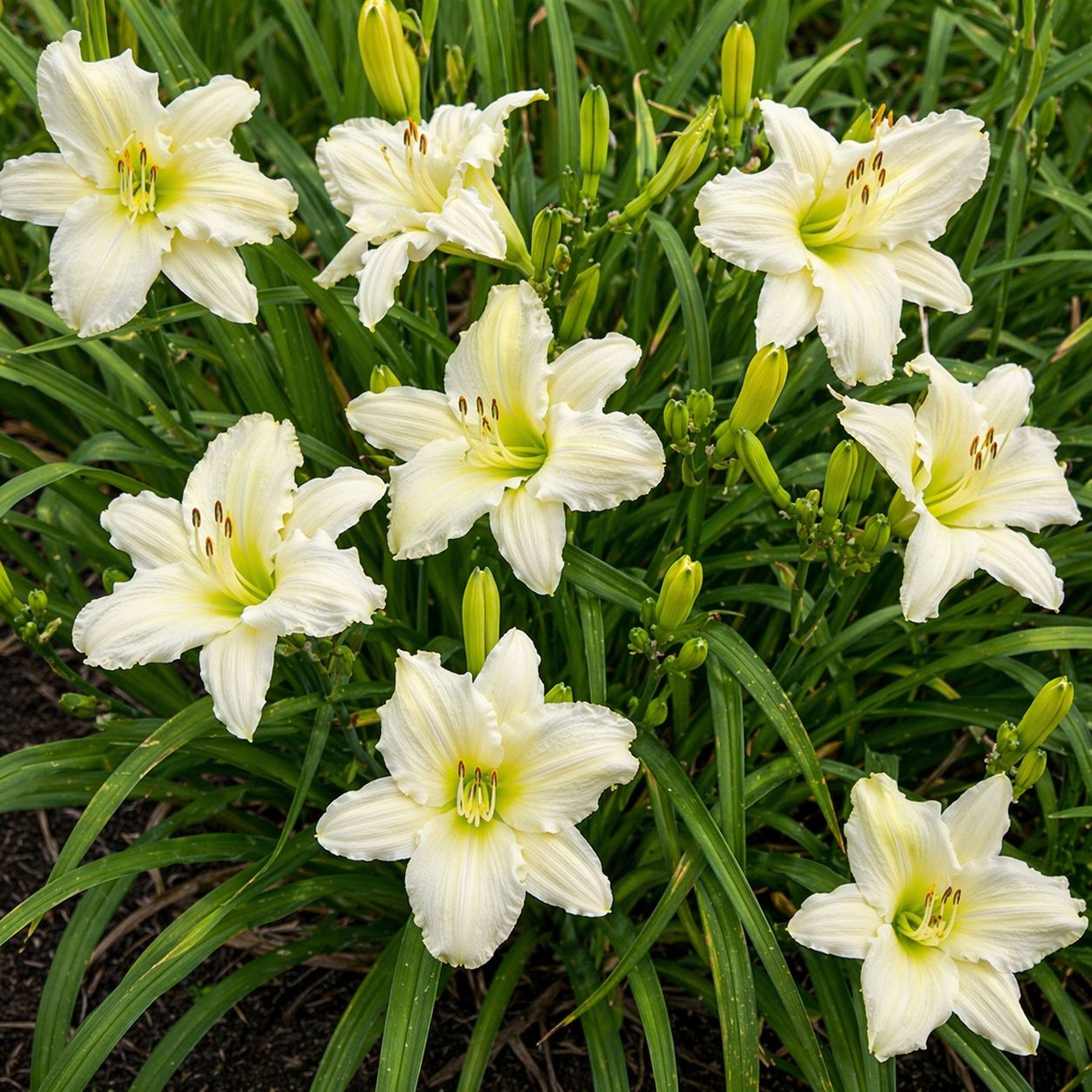 Hemerocallis (Daylily) - White Temptation