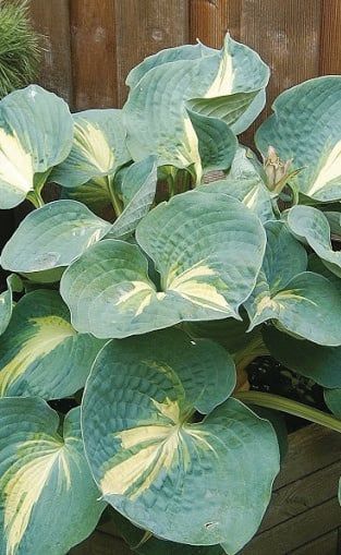 Hosta (Plantain Lily) - Thunderbolt