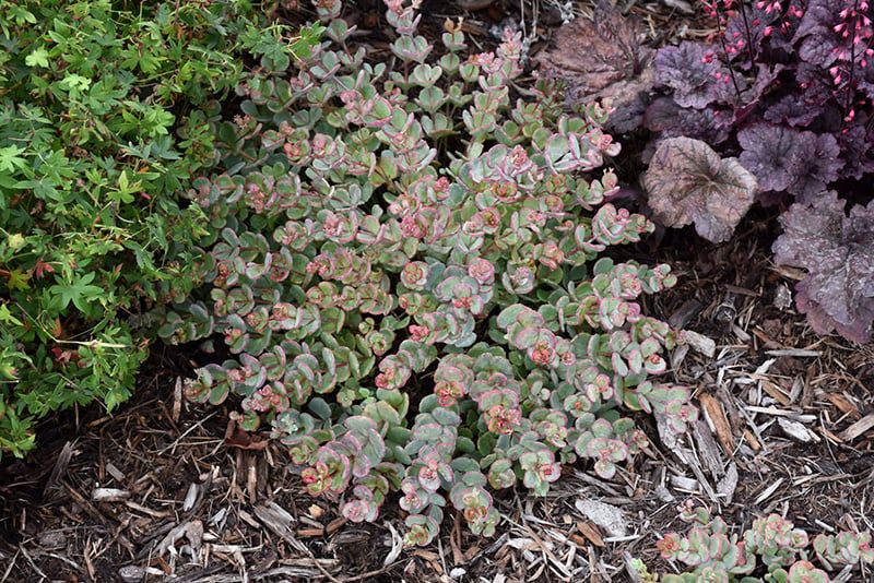 Sedum - Sieboldii
