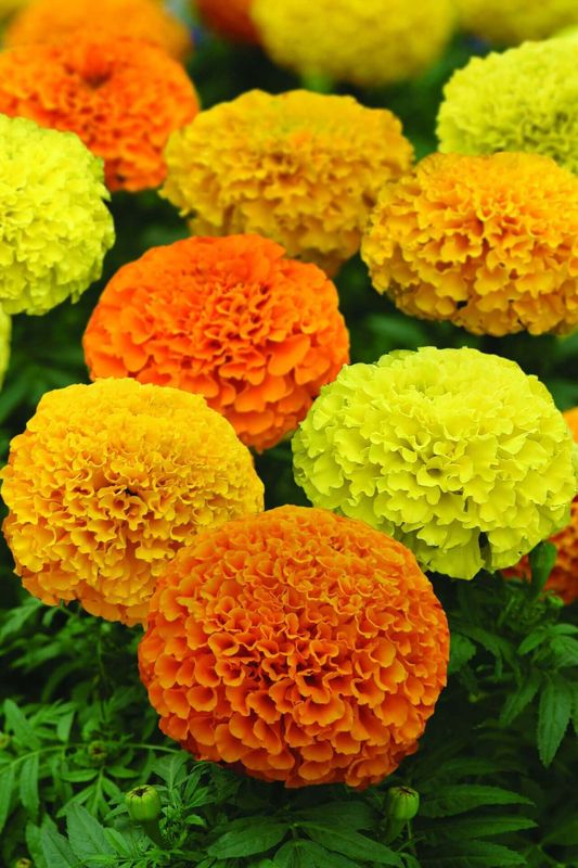 Marvel II Mixed Marigold Hybrid Seeds -  African Type 5603