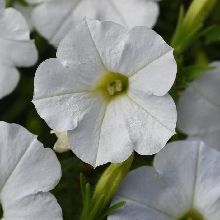 White Hybrid Shock Wave Petunia Seeds 5967