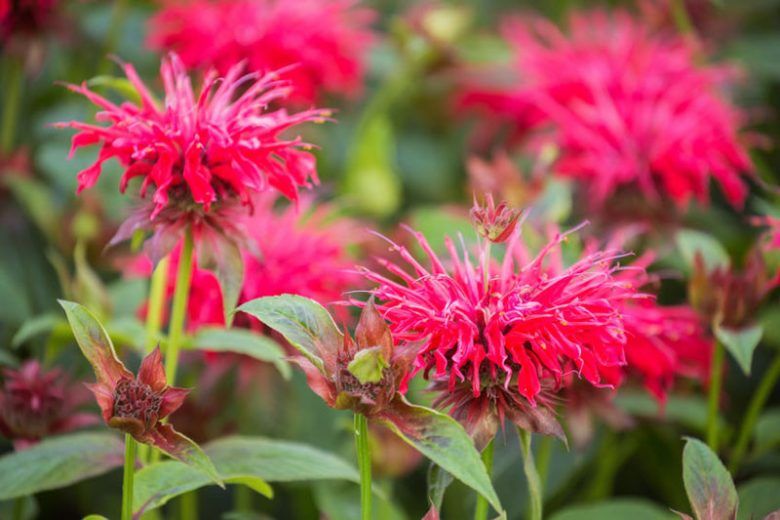 Monarda (Didyma) - Bee Balm 6565