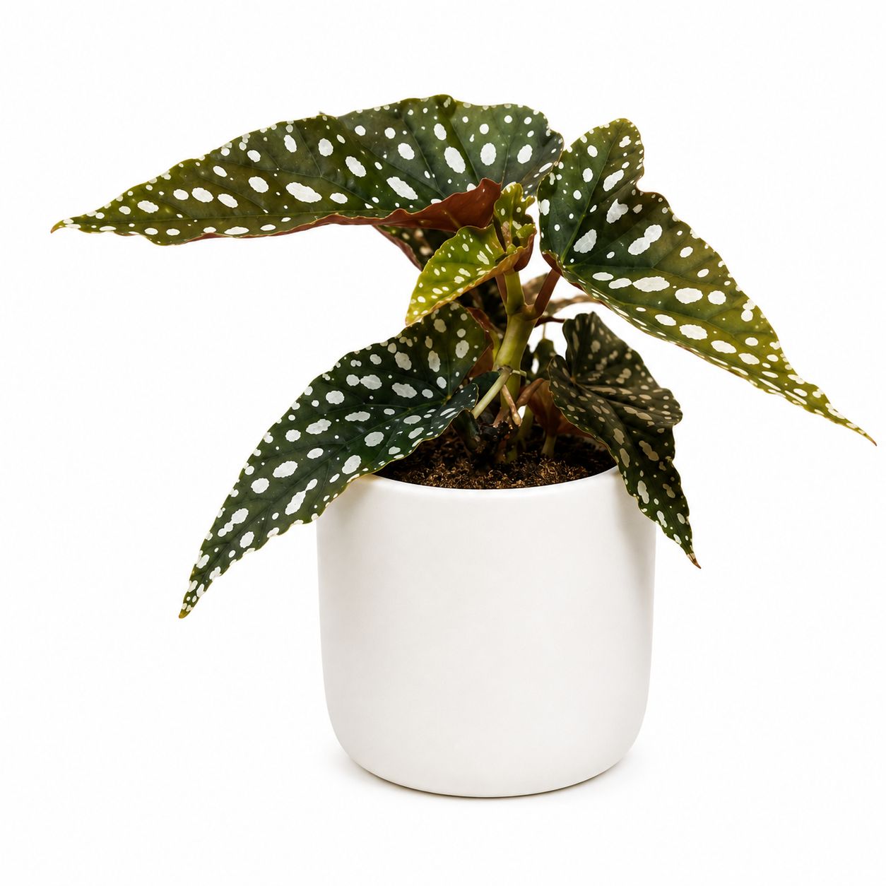 Begonia Maculata - 4"