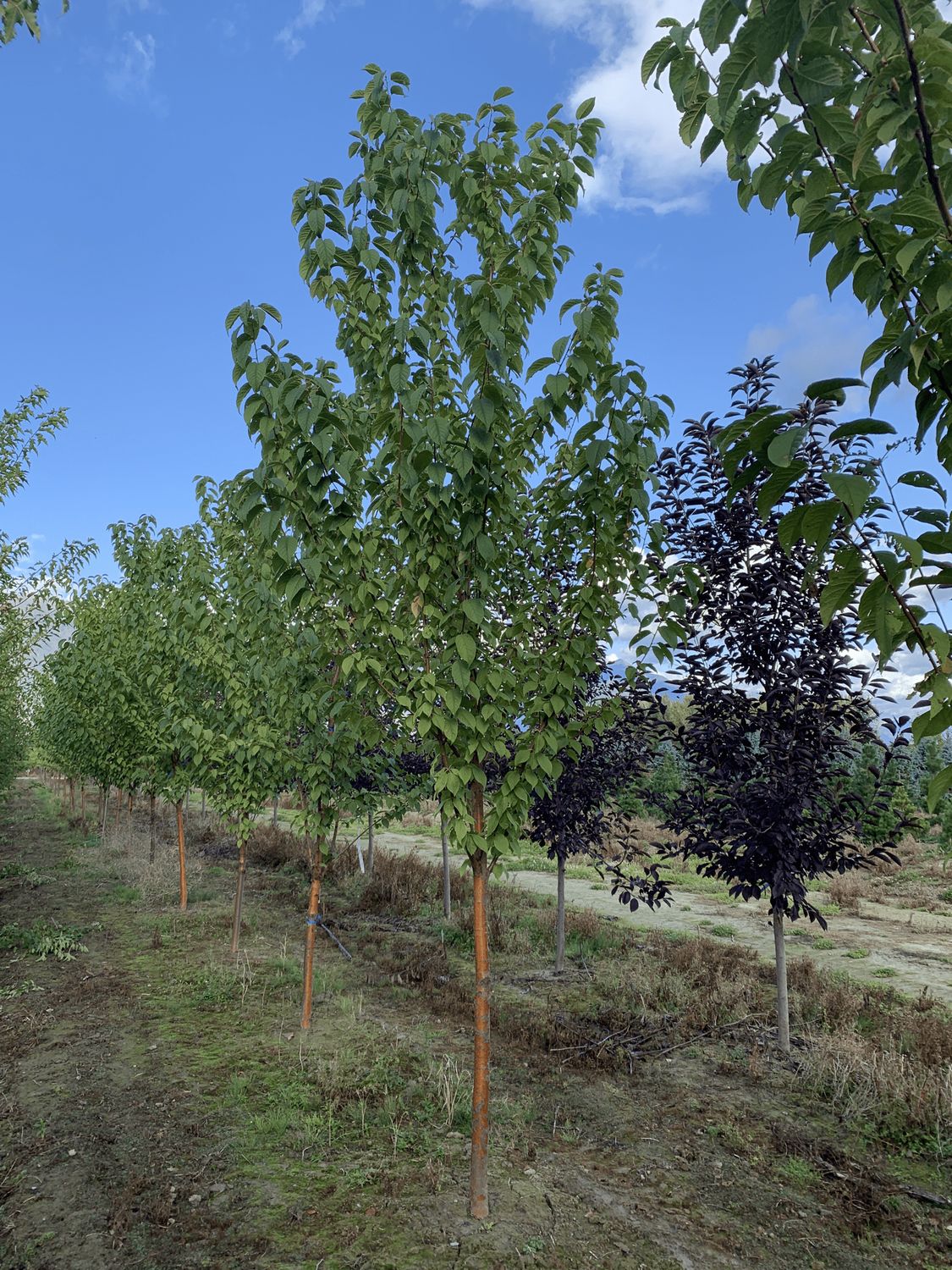 Amur Cherry - Klondike - #10