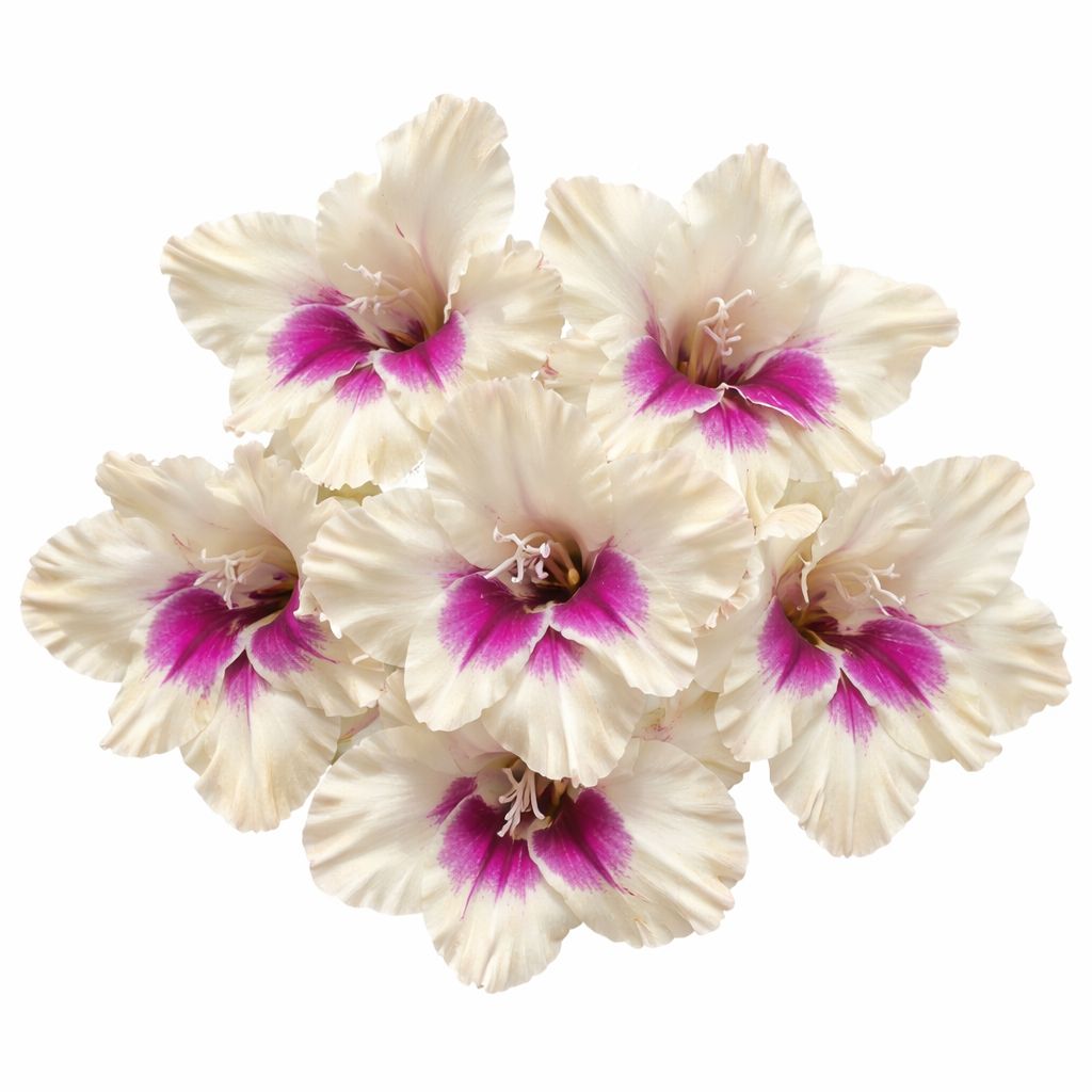 Gladiolus - Dutch Amber Mystique - Pack of 8