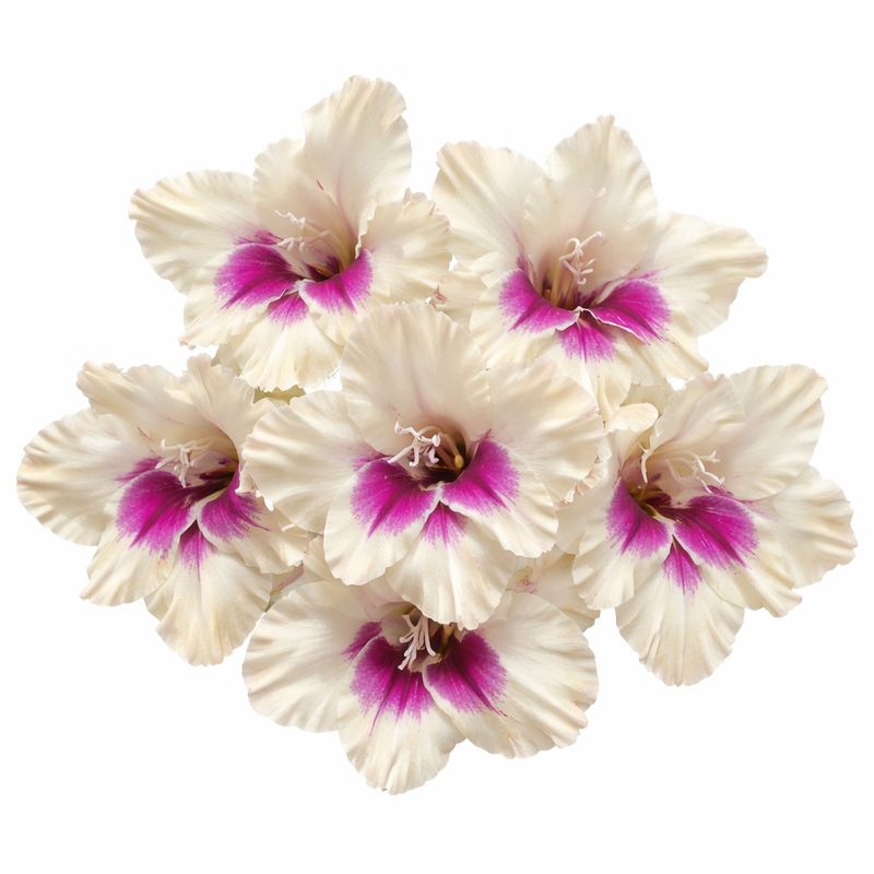 Gladiolus - Dutch Amber Mystique - Pack of 8