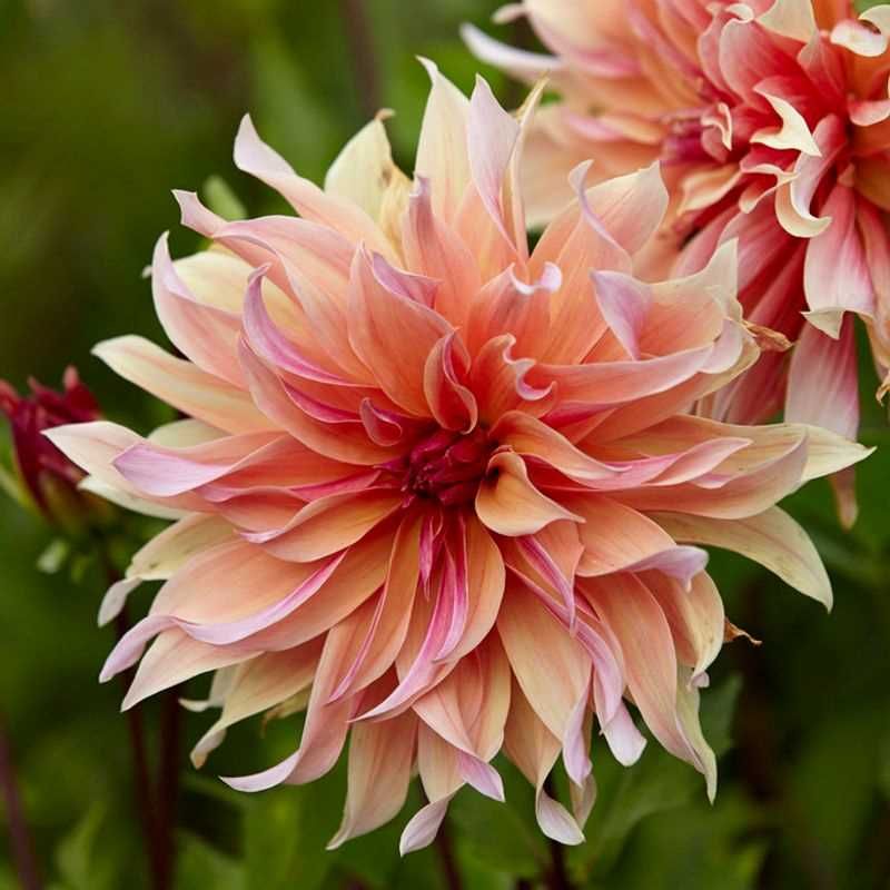 Dahlia - Dinnerplate Labyrinth
