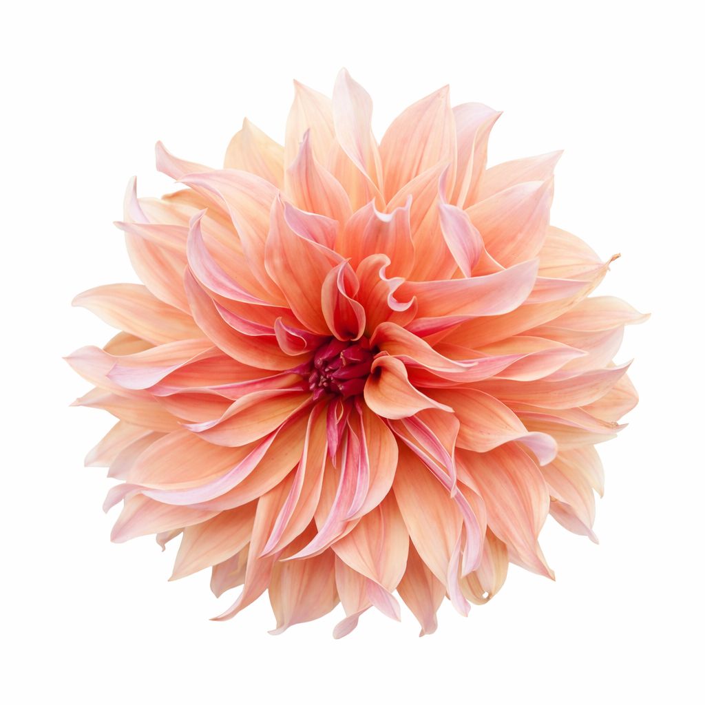 Dahlia - Dinnerplate Labyrinth