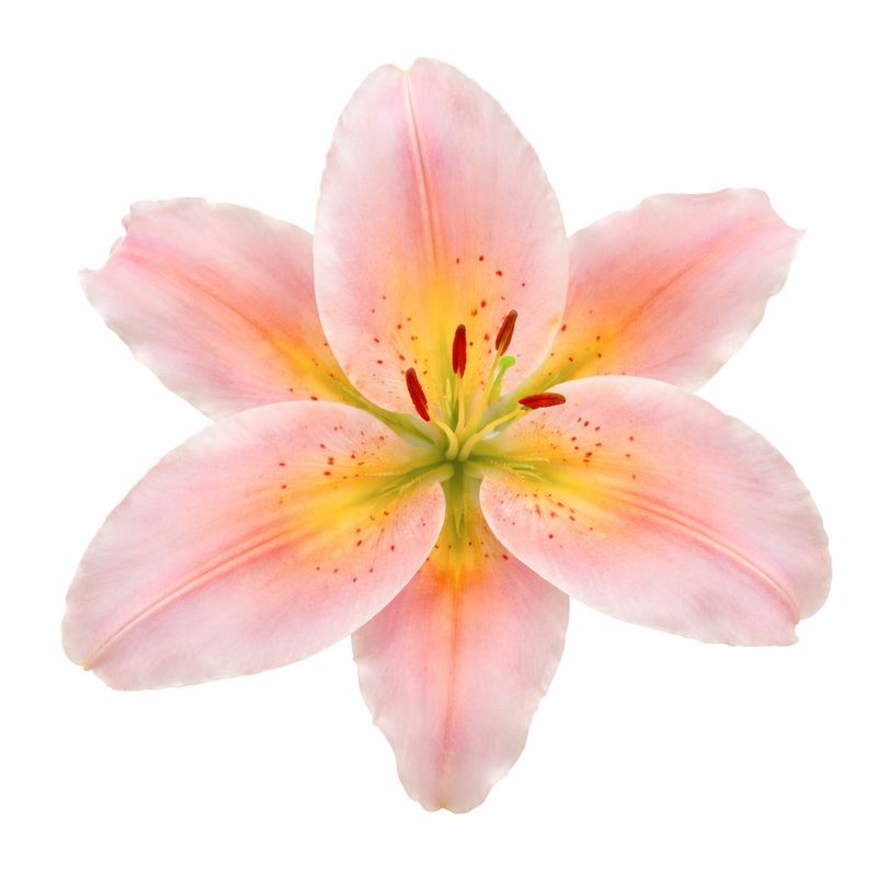 Lily - Oriental Salmon Stargazer