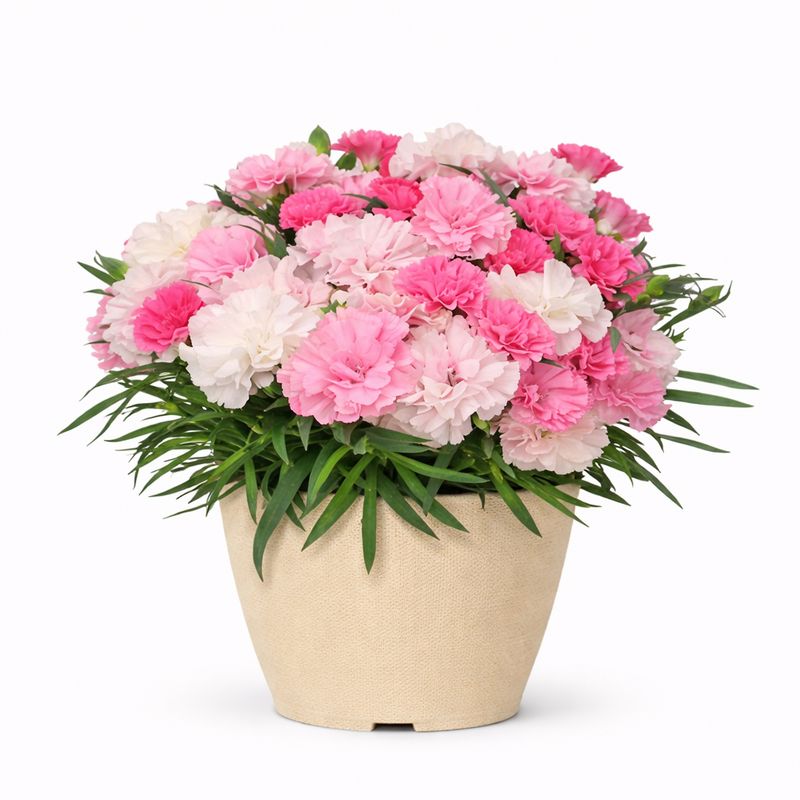 Dianthus - I Love You - 6" Dianthus - I Love You - 6"