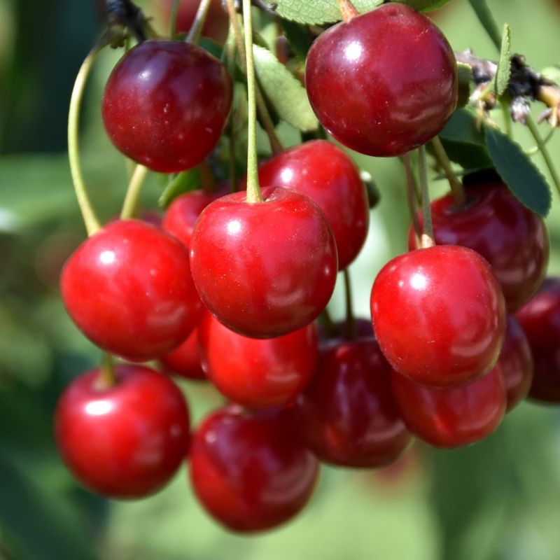 Cherry - Juliet - 8" - NO WARRANTY