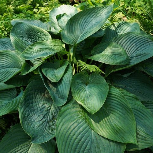 Hosta (Plantain Lily) - Shadowland Assorted