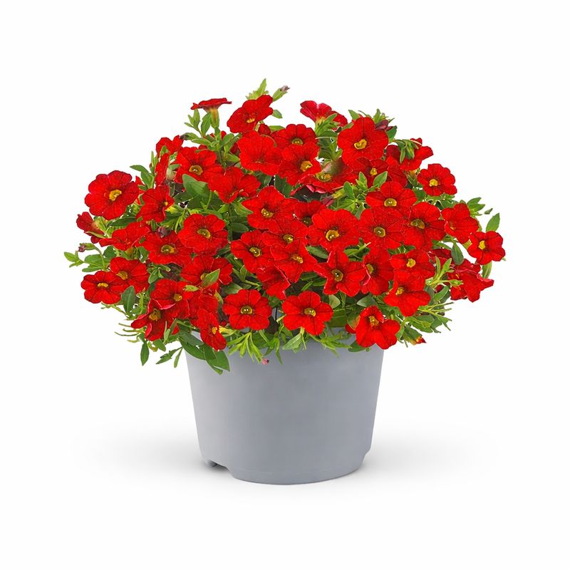 Calibrachoa - Cabaret Bright Red