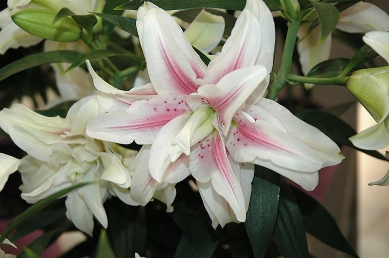 Lilium - Double Oriental Lily - Roselily Sita