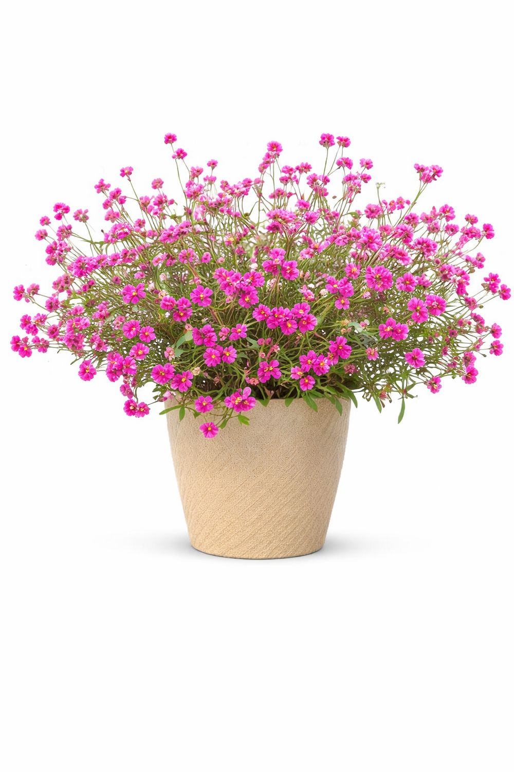 Gomphrena - Truffula Pink