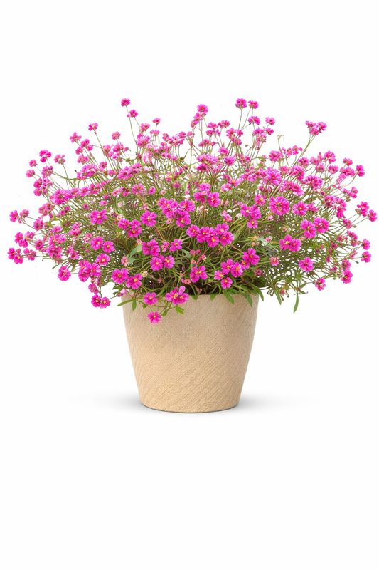 Gomphrena - Truffula Pink