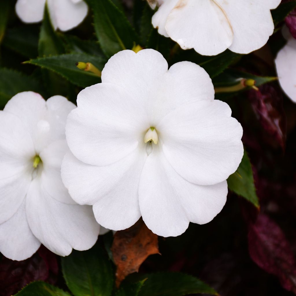 Impatiens - Sunpatiens Compact White