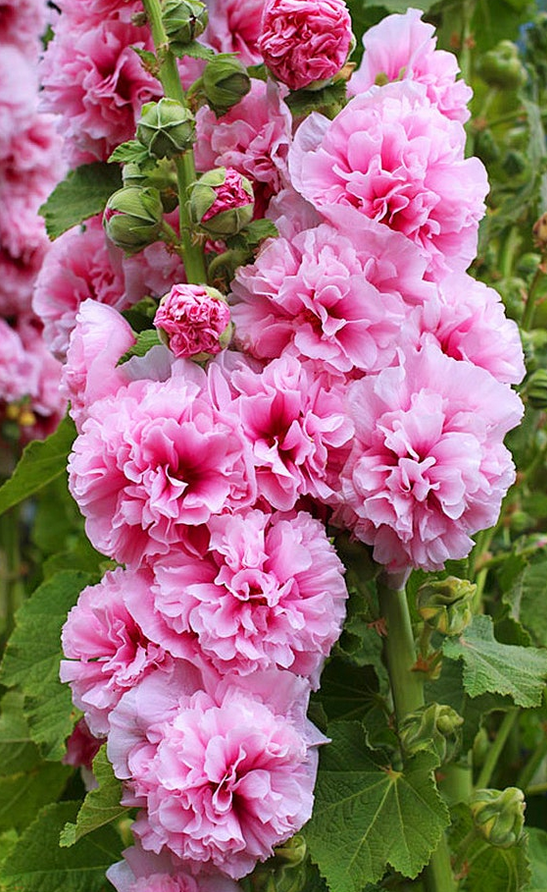 Alcea rosea (Hollyhock) - Chaters Double Pink