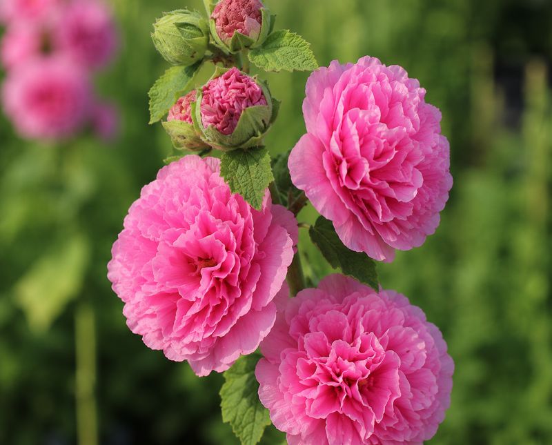 Alcea rosea (Hollyhock) - Chaters Double Pink