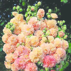 Alcea rosea (Hollyhock) - Peaches n Dreams