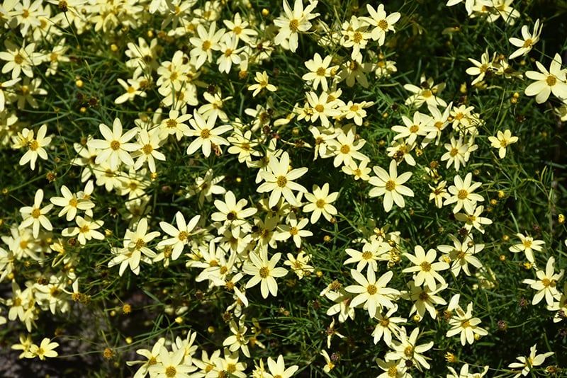 Coreopsis - Moonbeam