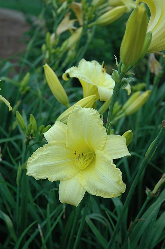 Hemerocallis (Daylily) - Happy Returns