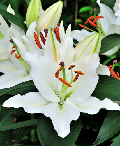 Lilium - Double Oriental Lily - Roselily Anouska