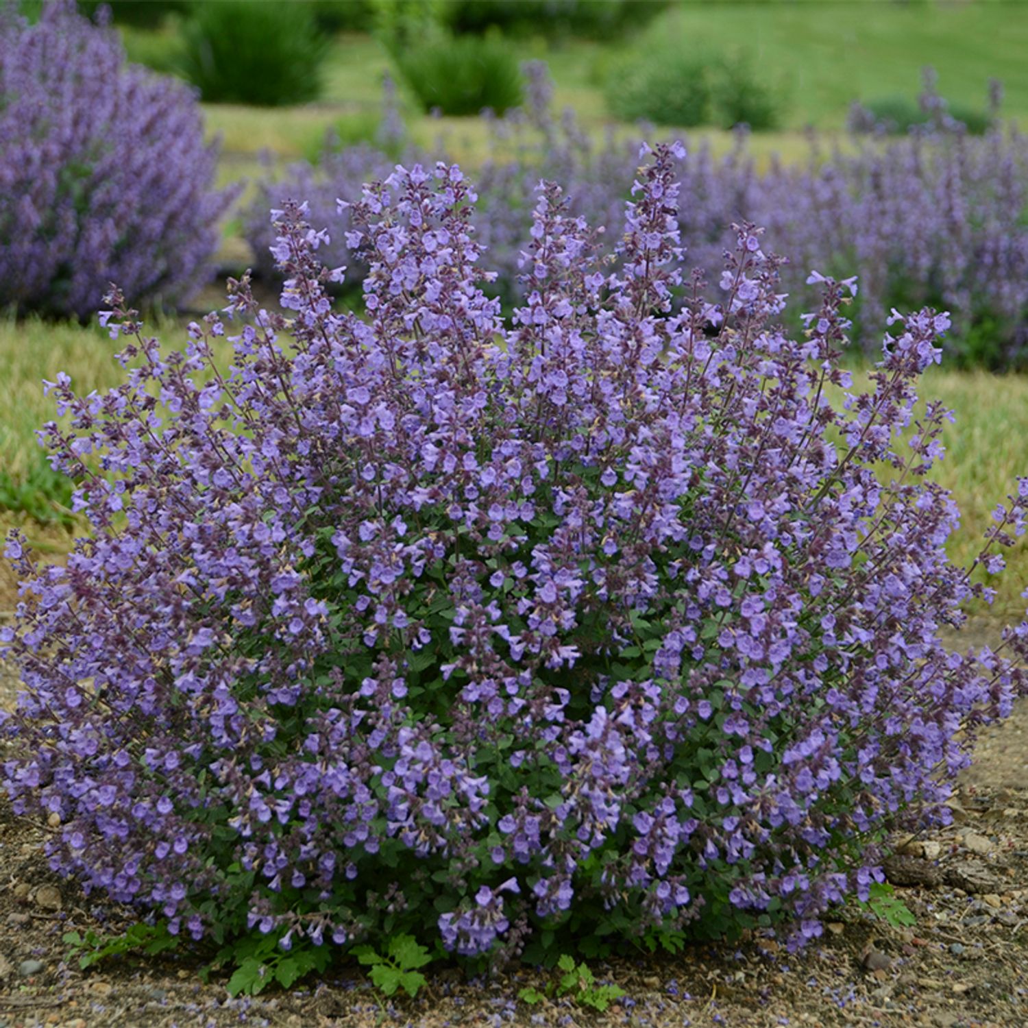 Nepeta Faasseii (Catmint) - Kitten Around