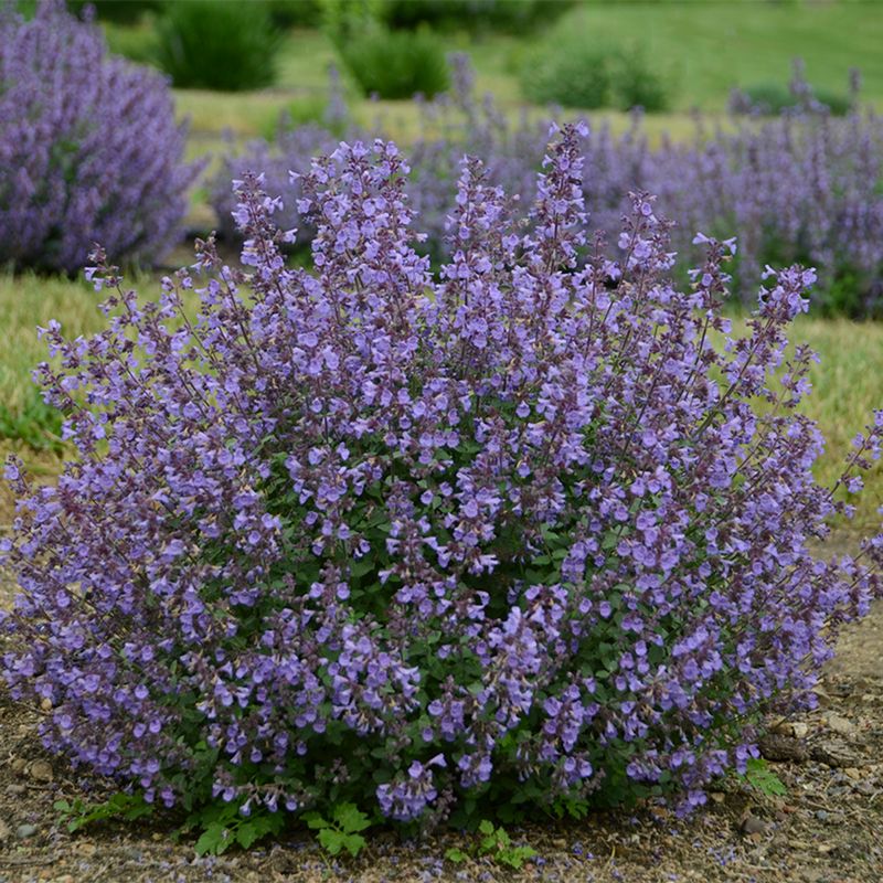Nepeta Faasseii (Catmint) - Kitten Around