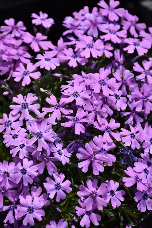 Phlox Subulata - Purple Beauty