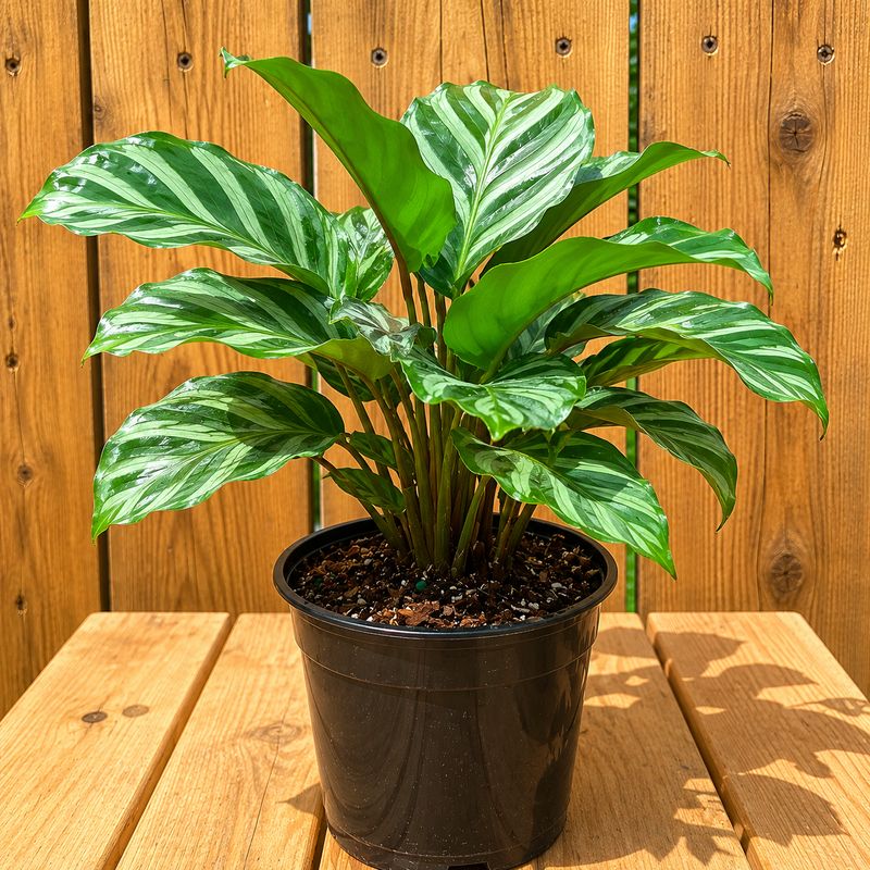 Calathea Freddie- 4"