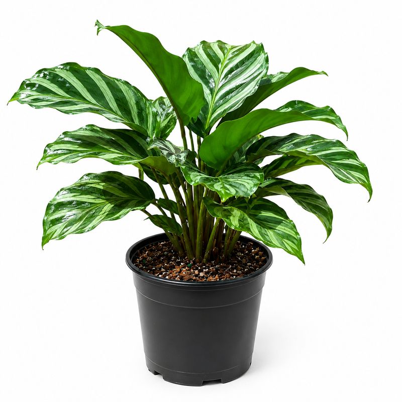 Calathea Freddie- 4"