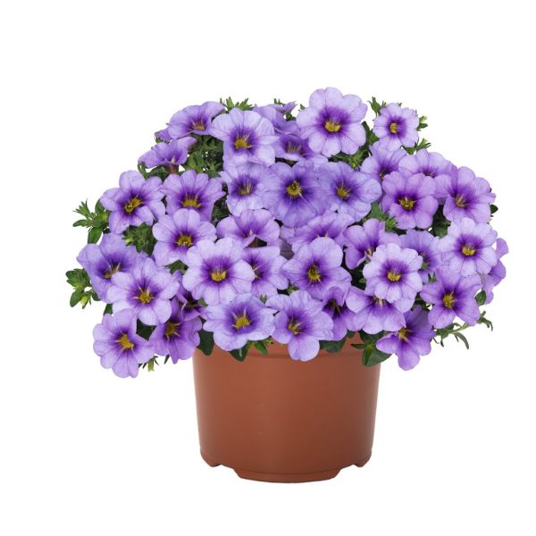 Calibrachoa - Cabaret Blue Sky