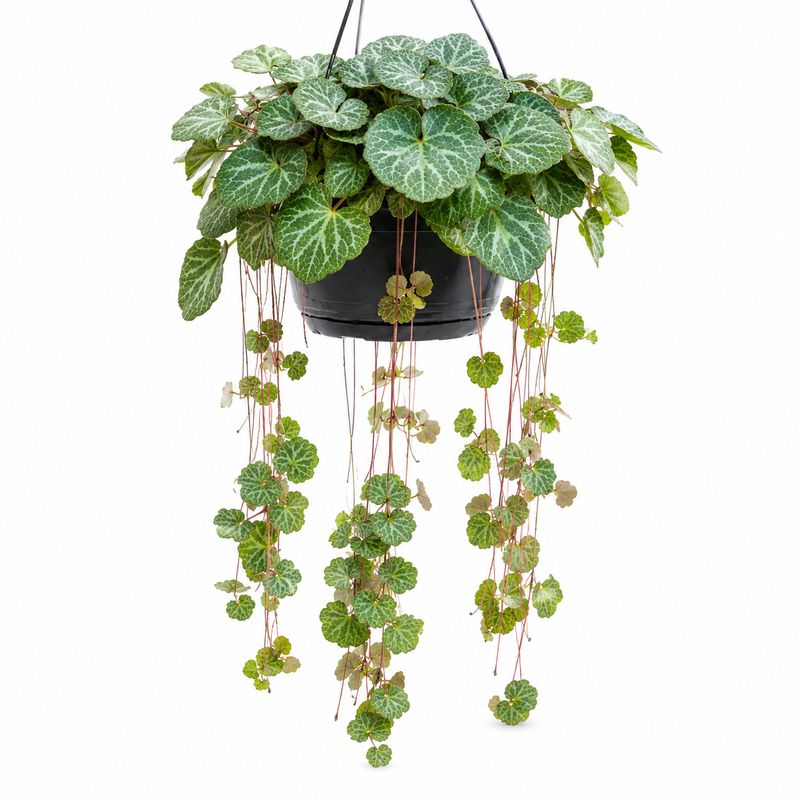 Strawberry Begonia - HB - 19cm
