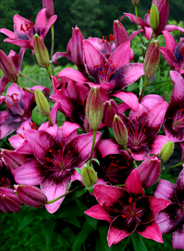 Lilium (Lily) Asiatic - Purple Dream