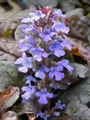 Ajuga (Bugleweed) - Mahogany