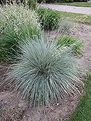 Perennial Ornamental Grass - Helictotrichon Blue Oat Grass