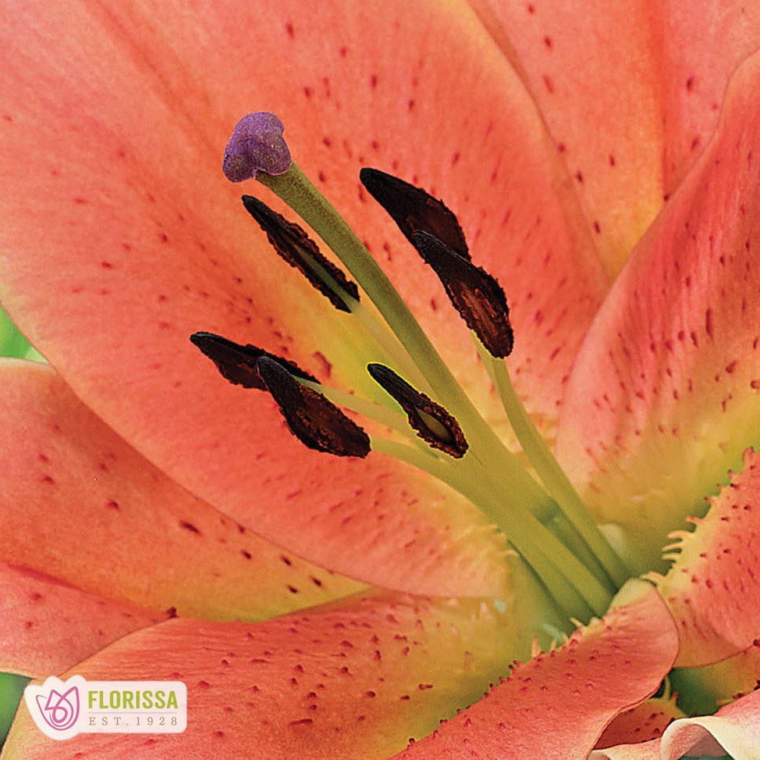 Lilium (Lily) Oriental Hybrid - Trumpet Zelmira