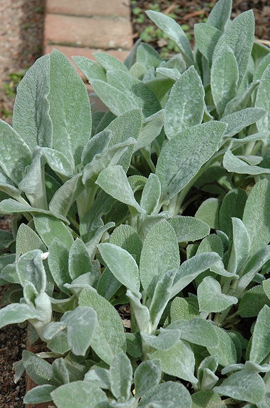 Stachys Byzantina (Lamb's Ear) - Helene Von Stein