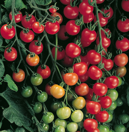 Tomato - Supersweet 100