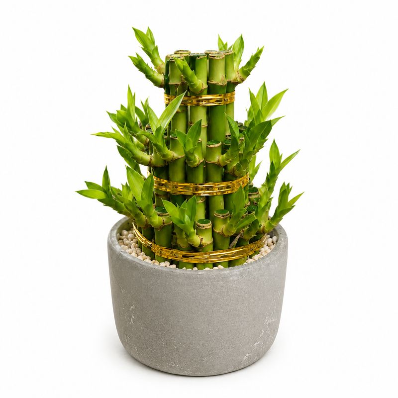 Lucky Bamboo- 3 Tier- 4"
