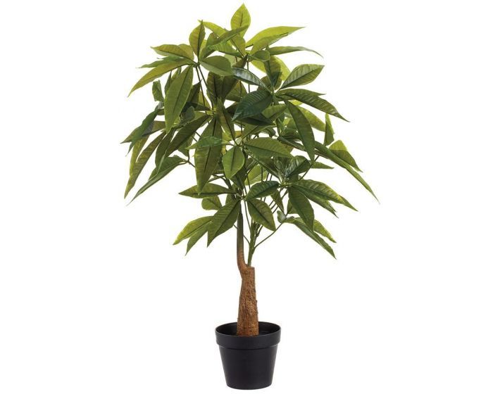 Pachira in pot Green - h60xd60cm Pachira in pot Green - h60xd60cm