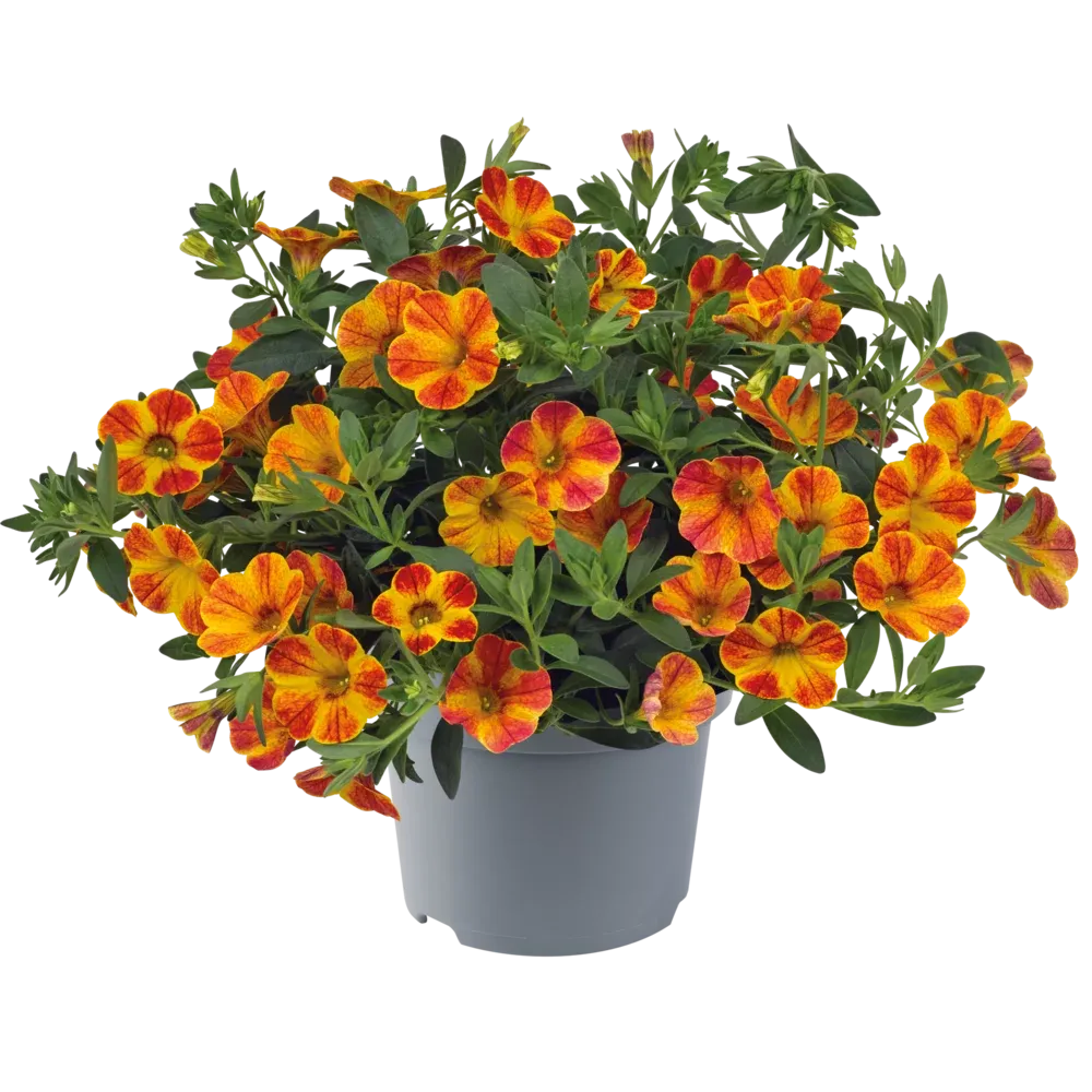 Calibrachoa - Cabaret Orange